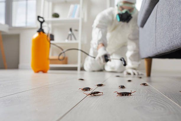 Commercial Kitchen Cockroach Control in Dakota City